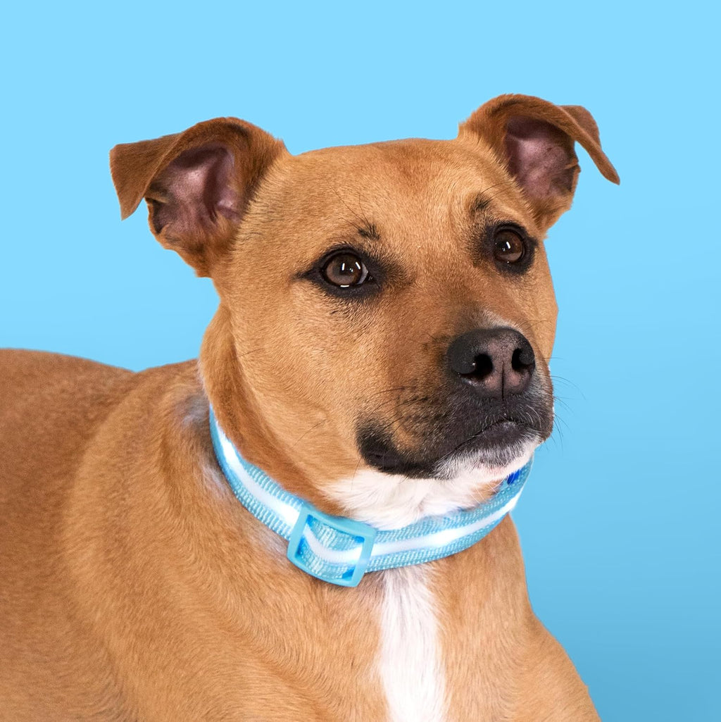 Blazin Light up Dog Collar - the Original LED Dog Collar - USB Rechargeable - Waterproof - 1,000 Feet of Visibility - Dog Collar Light for Small, Medium, Large Dogs - USA Brand